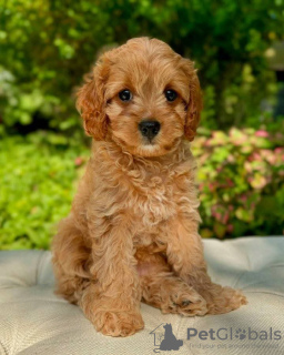 Photo №3. Stunning litter of Cavapoo puppies. Germany