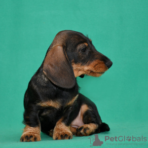 Additional photos: Miniature wire-haired dachshund
