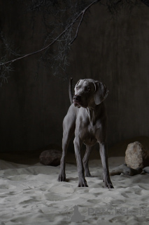 Photo №2. Mating service weimaraner. Price - 1882$