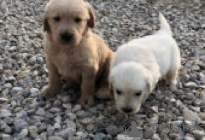 Photo №2 to announcement № 126939 for the sale of golden retriever - buy in Germany private announcement