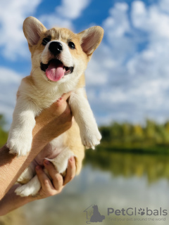 Photo №1. welsh corgi - for sale in the city of Orenburg | 1380$ | Announcement № 25879