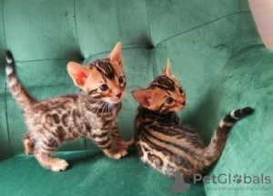 Photo №1. bengal cat - for sale in the city of London | 317$ | Announcement № 93703