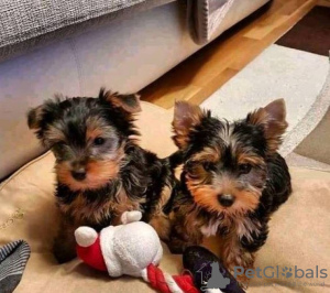 Photo №1. yorkshire terrier - for sale in the city of Košice | negotiated | Announcement № 45220