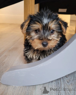 Photo №4. I will sell yorkshire terrier in the city of Arizona City. breeder - price - 760$