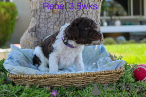 Photo №1. poodle (royal) - for sale in the city of Aarhus | negotiated | Announcement № 158388