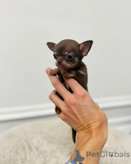 Photo №2 to announcement № 152461 for the sale of chihuahua - buy in Montenegro private announcement, breeder