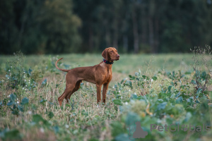 Additional photos: Hungarian Vizsla puppy