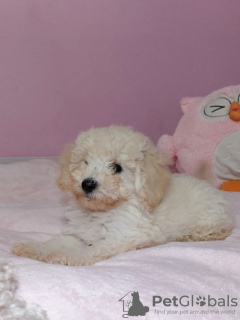 Photo №3. Poodles, beautiful puppies. Serbia