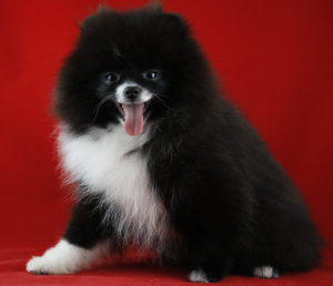 Additional photos: very very little girl Pomeranian