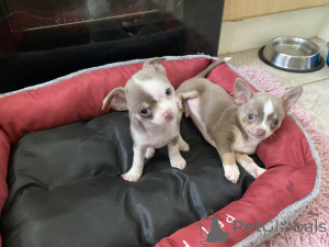 Photo №2 to announcement № 159921 for the sale of chihuahua - buy in United States private announcement