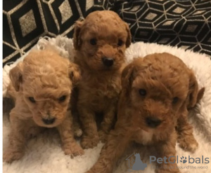 Photo №3. Extensive Health Tested Kc Red Toy Poodle Puppies. Germany