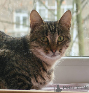 Photo №3. Kitty Spring is in good hands.. Russian Federation