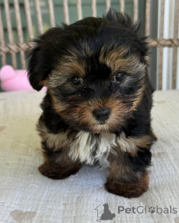 Photo №3. Beautiful Yorkie Babies Vet Checked & Healthy. Czech Republic