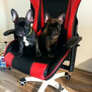 Photo №1. french bulldog - for sale in the city of Сало | negotiated | Announcement № 111667