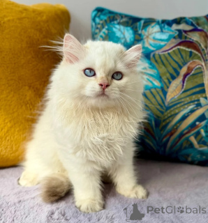 Photo №1. british longhair - for sale in the city of Berlingen | 361$ | Announcement № 173287
