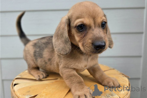 Photo №1. dachshund - for sale in the city of Hohenems | 361$ | Announcement № 170146