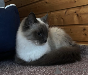 Photo №2 to announcement № 109756 for the sale of birman - buy in Germany private announcement, breeder