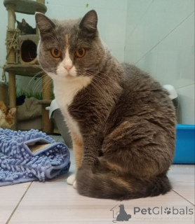 Photo №1. scottish straight - for sale in the city of Balashikha | Is free | Announcement № 155967