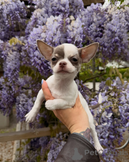Photo №2 to announcement № 171205 for the sale of chihuahua - buy in Czech Republic breeder