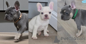 Photo №1. french bulldog - for sale in the city of Vancouver | 800$ | Announcement № 122526