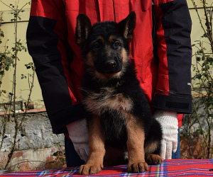 Additional photos: If you want to get a German Shepherd puppy, then you are at