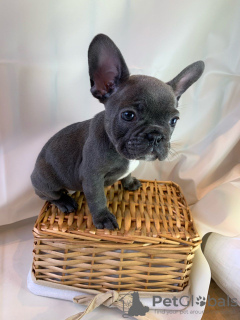 Photo №3. Adorable French bulldog Puppies for free adoption. Germany