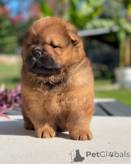 Photo №1. chow chow - for sale in the city of Alhambra | 900$ | Announcement № 157417