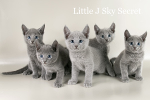 Photo №2 to announcement № 2188 for the sale of russian blue - buy in Russian Federation from nursery, breeder