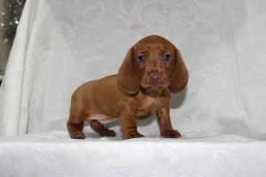 Photo №1. dachshund - for sale in the city of Aktau | Negotiated | Announcement № 5371