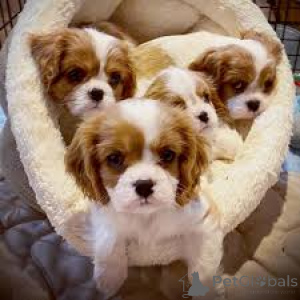 Photo №1. cavalier king charles spaniel - for sale in the city of Marseilles | 723$ | Announcement № 166965