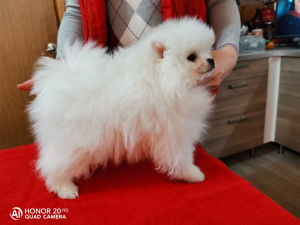 Photo №1. pomeranian - for sale in the city of Dzerzhinsk | 604$ | Announcement № 3856