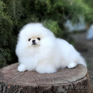 Photo №1. pomeranian - for sale in the city of Berlin | 380$ | Announcement № 120417