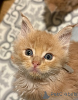 Photo №4. I will sell maine coon in the city of Munich. breeder - price - 900$