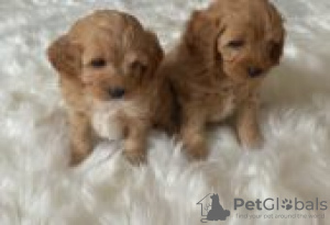 Photo №3. cavapoos puppies for sale. Finland