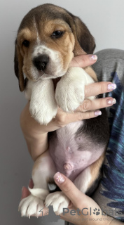 Photo №1. beagle - for sale in the city of New York | 280$ | Announcement № 100238