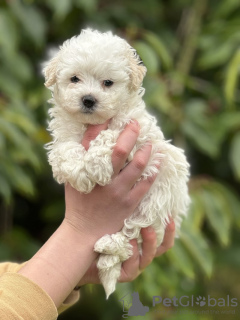 Additional photos: Maltipoo puppy