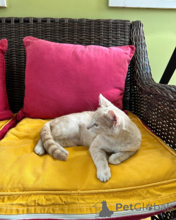 Photo №2 to announcement № 150630 for the sale of domestic cat - buy in Germany 