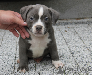 Photo №1. american bully - for sale in the city of Poznan | negotiated | Announcement № 57953