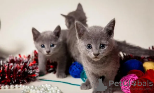 Additional photos: Russian blue kittens