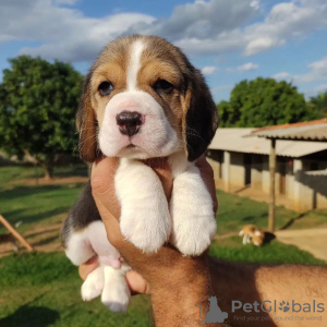 Photo №4. I will sell beagle in the city of Leipzig.  - price - 380$