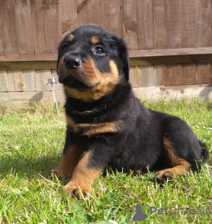 Photo №3. Cute Rottweiler puppies. Lithuania