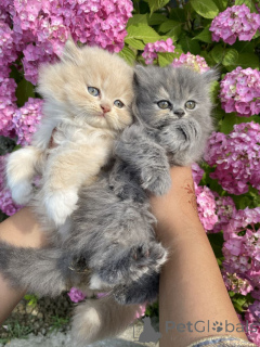 Photo №2 to announcement № 161291 for the sale of maine coon - buy in Germany breeder