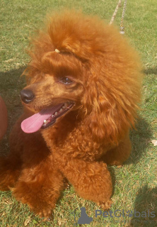 Additional photos: Red Poodle