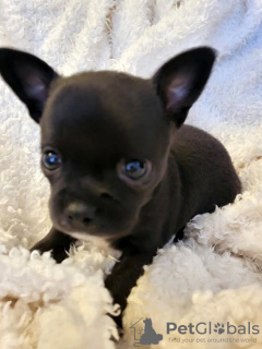 Additional photos: Chihuahua puppies