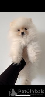 Photo №2 to announcement № 78908 for the sale of pomeranian - buy in Germany private announcement