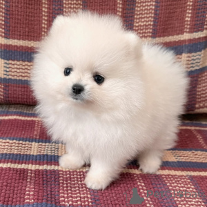 Photo №3. Pomeranian spitz mini puppies. Germany