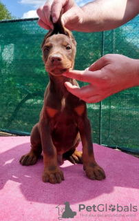 Additional photos: Doberman puppies