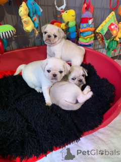 Photo №3. Pug puppies. Estonia