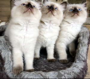 Photo №3. Ragdoll kittens. Germany