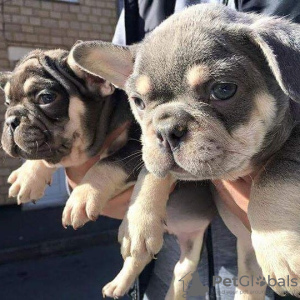 Photo №1. french bulldog - for sale in the city of Фермопилы | 329$ | Announcement № 129974